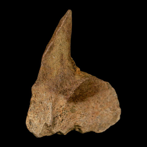 2.7" Lambeosaurus Fossil Vertebrae Processes Judith River FM Dinosaur MT COA - Fossil Age Minerals