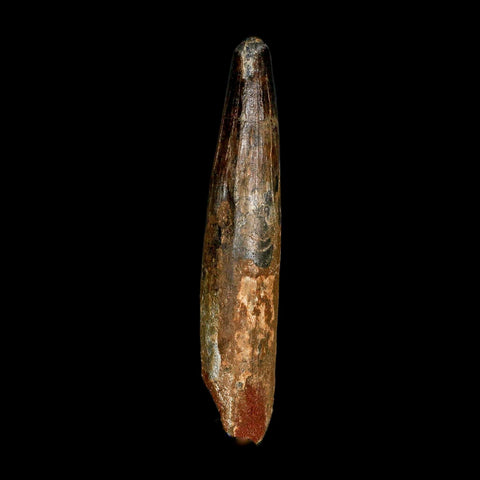 XXL 4.3" Spinosaurus Fossil Tooth 100 Million Years Old Cretaceous Dinosaur COA
