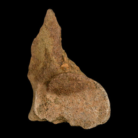 2.7" Lambeosaurus Fossil Vertebrae Processes Judith River FM Dinosaur MT COA - Fossil Age Minerals