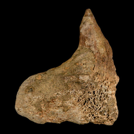 2.7" Lambeosaurus Fossil Vertebrae Processes Judith River FM Dinosaur MT COA