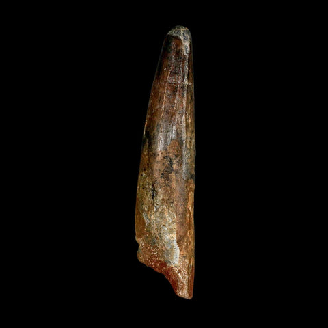 XXL 4.3" Spinosaurus Fossil Tooth 100 Million Years Old Cretaceous Dinosaur COA