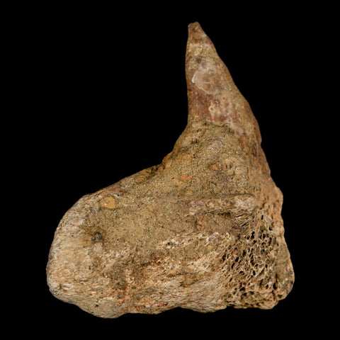 2.7" Lambeosaurus Fossil Vertebrae Processes Judith River FM Dinosaur MT COA - Fossil Age Minerals