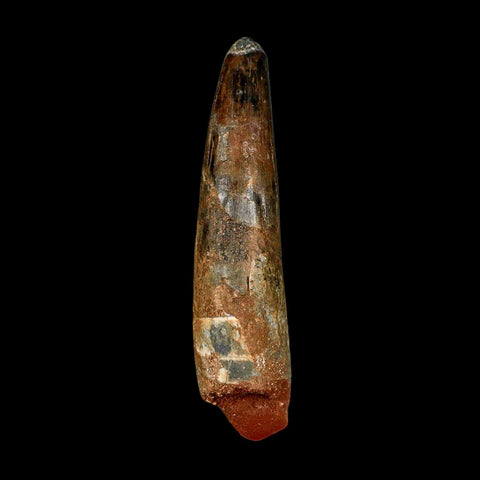 XXL 4.3" Spinosaurus Fossil Tooth 100 Million Years Old Cretaceous Dinosaur COA