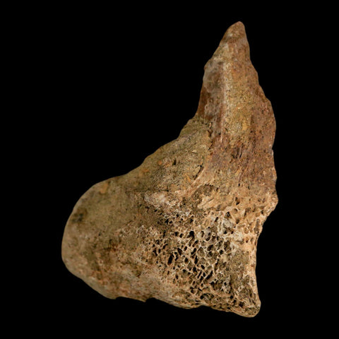 2.7" Lambeosaurus Fossil Vertebrae Processes Judith River FM Dinosaur MT COA - Fossil Age Minerals