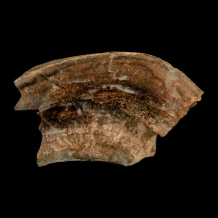 2.2" Gryposaurus Fossil Bone Growth Rings Duck-Billed Dinosaur Judith River MT COA