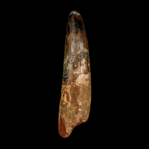 XXL 4.3" Spinosaurus Fossil Tooth 100 Million Years Old Cretaceous Dinosaur COA