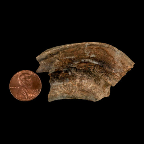 2.2" Gryposaurus Fossil Bone Growth Rings Duck-Billed Dinosaur Judith River MT COA - Fossil Age Minerals