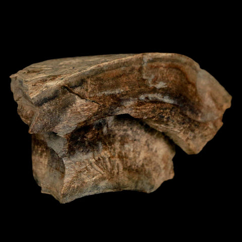 2.2" Gryposaurus Fossil Bone Growth Rings Duck-Billed Dinosaur Judith River MT COA - Fossil Age Minerals