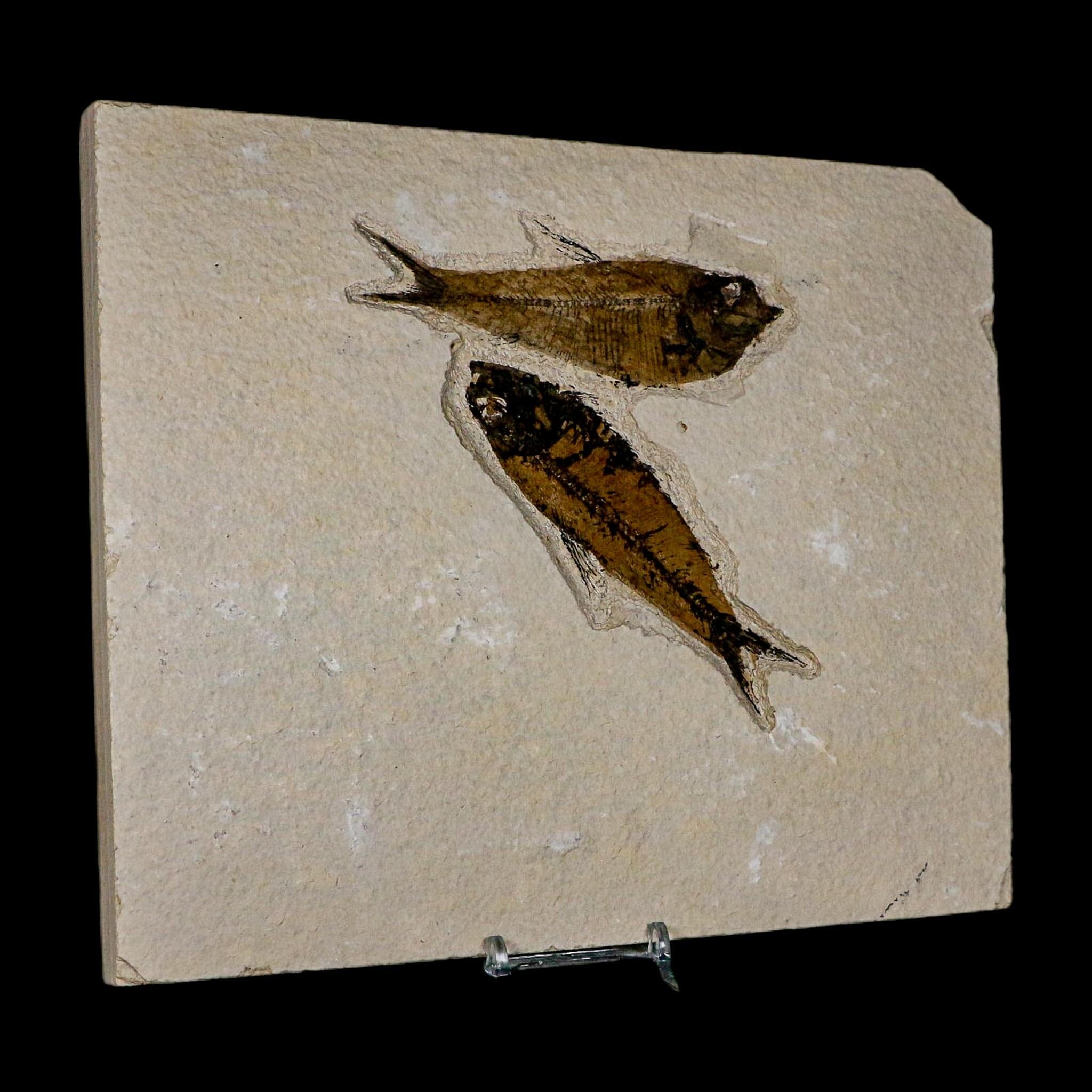 Diplomystus Dentatus And Knightia Fossil Fish Green River FM Wyoming COA, Stand - Fossil Age Minerals