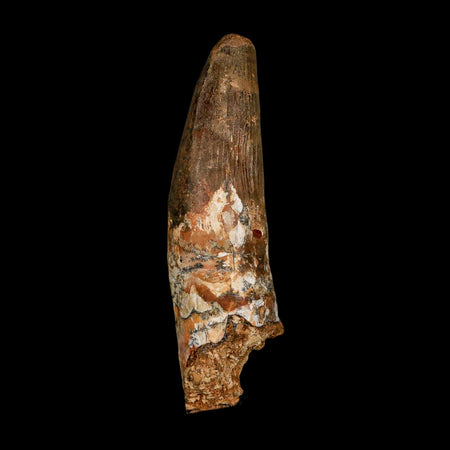 XXL 4.3" Spinosaurus Fossil Tooth 100 Million Years Old Cretaceous Dinosaur COA