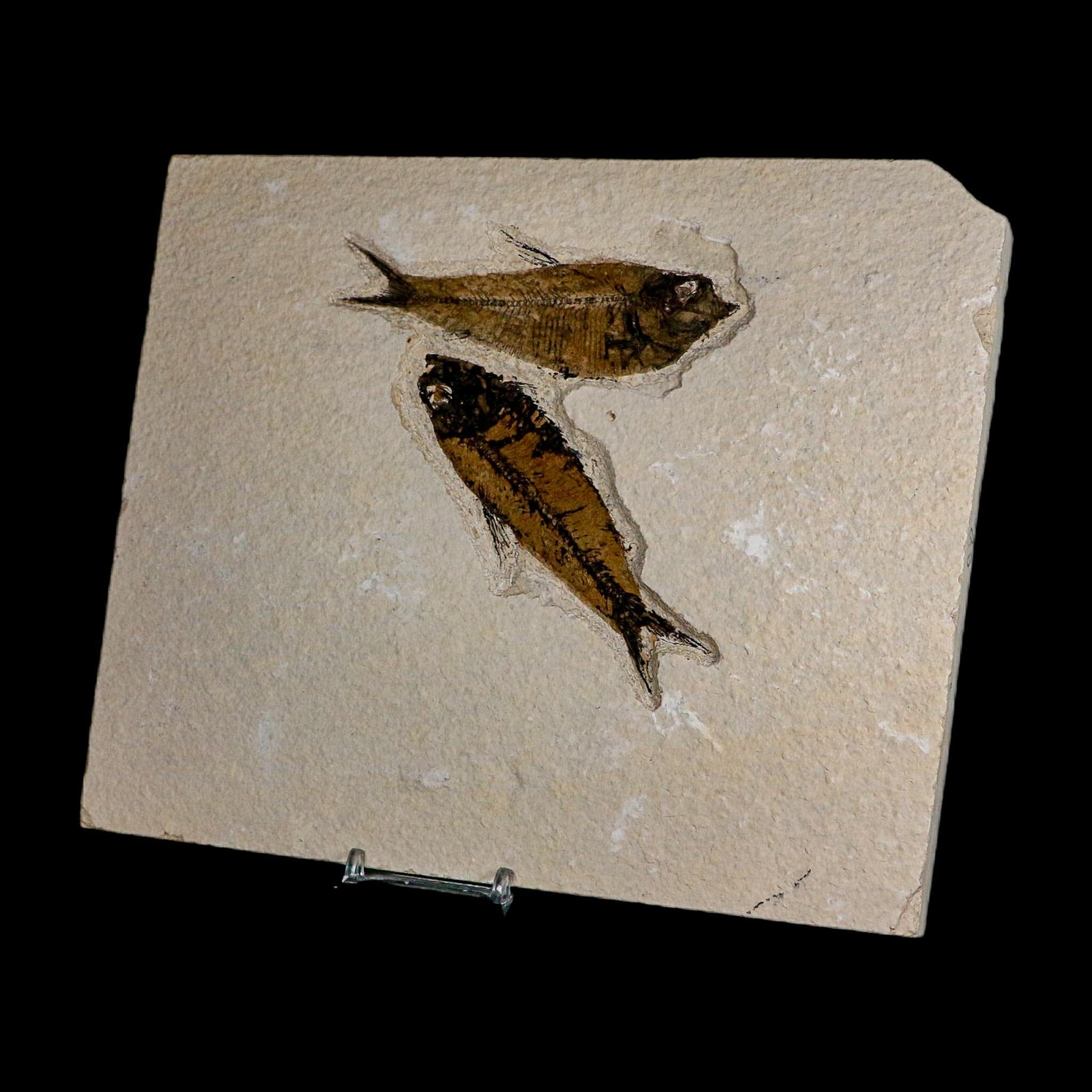 Diplomystus Dentatus And Knightia Fossil Fish Green River FM Wyoming COA, Stand - Fossil Age Minerals