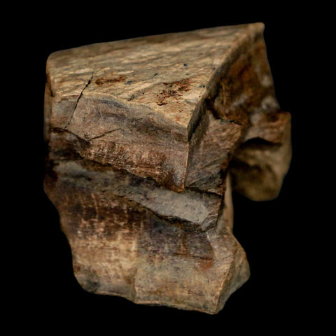 2.2" Gryposaurus Fossil Bone Growth Rings Duck-Billed Dinosaur Judith River MT COA - Fossil Age Minerals