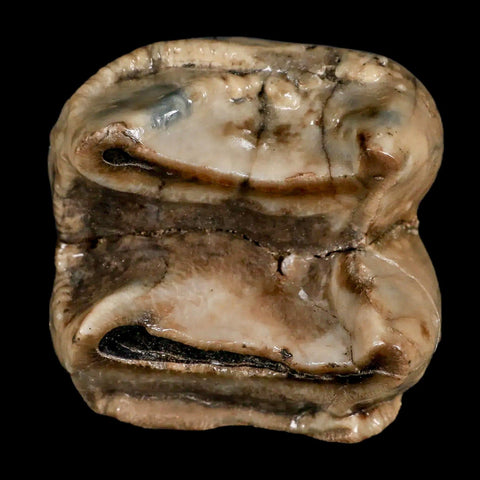 2.5" Rare Deinotherium Giganteum Fossil Tooth Miocene Deinothere Gracanica Bosnia COA - Fossil Age Minerals