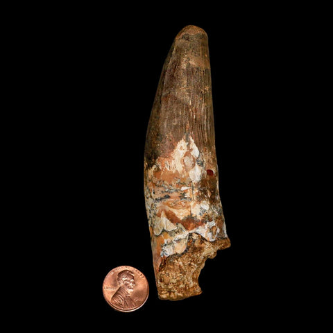 XXL 4.3" Spinosaurus Fossil Tooth 100 Million Years Old Cretaceous Dinosaur COA