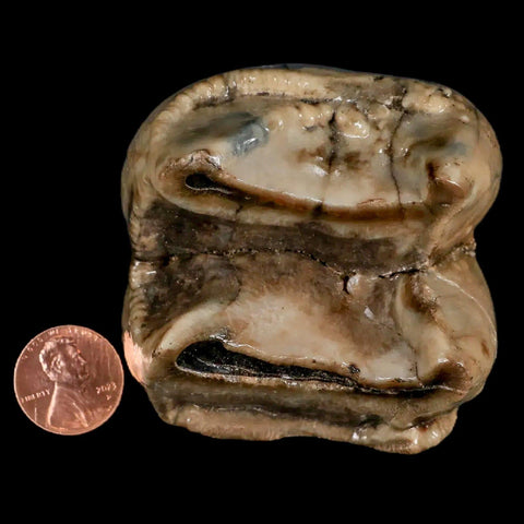 2.5" Rare Deinotherium Giganteum Fossil Tooth Miocene Deinothere Gracanica Bosnia COA - Fossil Age Minerals