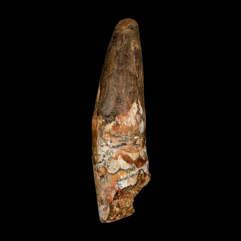 XXL 4.3" Spinosaurus Fossil Tooth 100 Million Years Old Cretaceous Dinosaur COA
