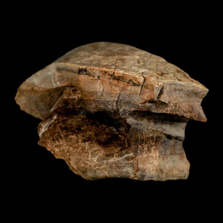 2.2" Gryposaurus Fossil Bone Growth Rings Duck-Billed Dinosaur Judith River MT COA