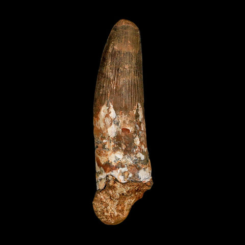 XXL 4.3" Spinosaurus Fossil Tooth 100 Million Years Old Cretaceous Dinosaur COA