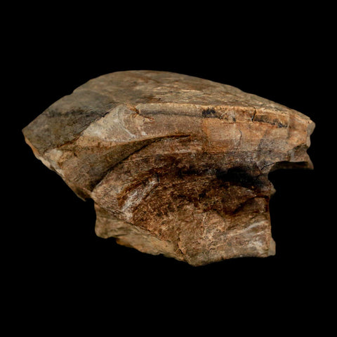 2.2" Gryposaurus Fossil Bone Growth Rings Duck-Billed Dinosaur Judith River MT COA - Fossil Age Minerals