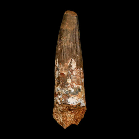 XXL 4.3" Spinosaurus Fossil Tooth 100 Million Years Old Cretaceous Dinosaur COA