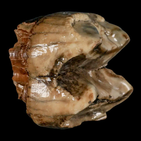 2.5" Rare Deinotherium Giganteum Fossil Tooth Miocene Deinothere Gracanica Bosnia COA - Fossil Age Minerals