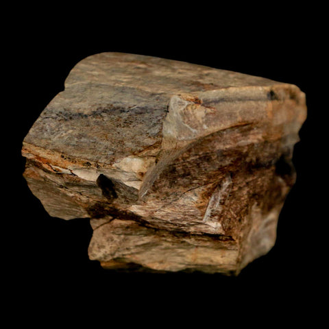 2.2" Gryposaurus Fossil Bone Growth Rings Duck-Billed Dinosaur Judith River MT COA - Fossil Age Minerals