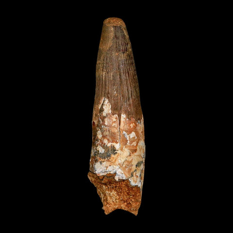 XXL 4.3" Spinosaurus Fossil Tooth 100 Million Years Old Cretaceous Dinosaur COA