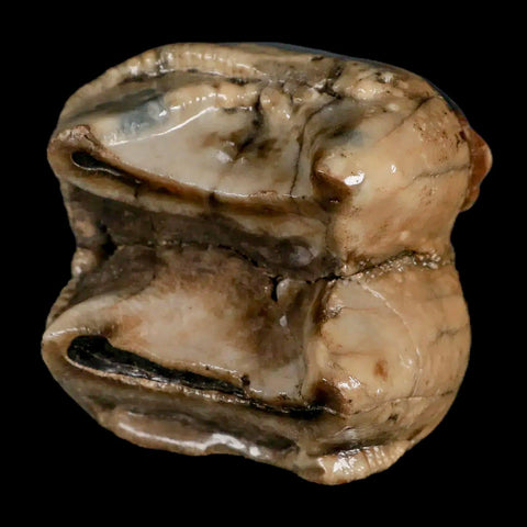 2.5" Rare Deinotherium Giganteum Fossil Tooth Miocene Deinothere Gracanica Bosnia COA - Fossil Age Minerals