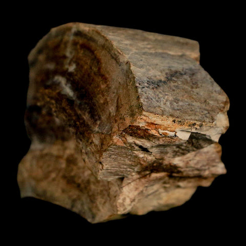 2.2" Gryposaurus Fossil Bone Growth Rings Duck-Billed Dinosaur Judith River MT COA - Fossil Age Minerals