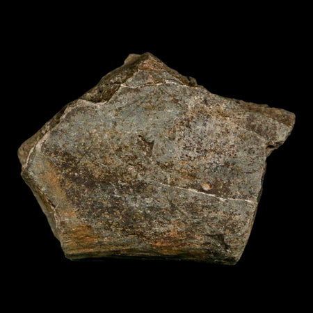 1.7" Edmontosaurus Fossil Rib Bone Lance Creek FM Cretaceous Dinosaur WY COA