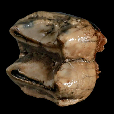 2.5" Rare Deinotherium Giganteum Fossil Tooth Miocene Deinothere Gracanica Bosnia COA - Fossil Age Minerals