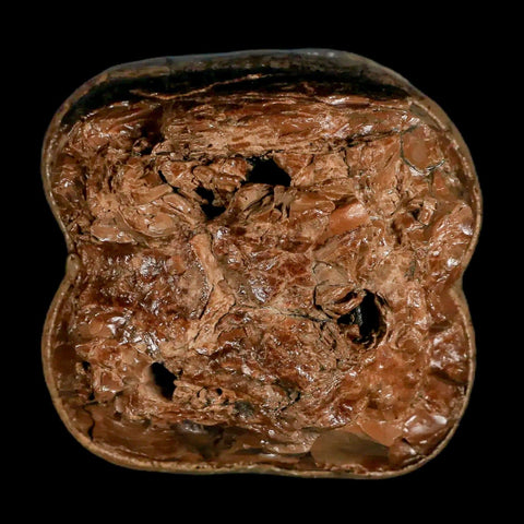 2.5" Rare Deinotherium Giganteum Fossil Tooth Miocene Deinothere Gracanica Bosnia COA - Fossil Age Minerals