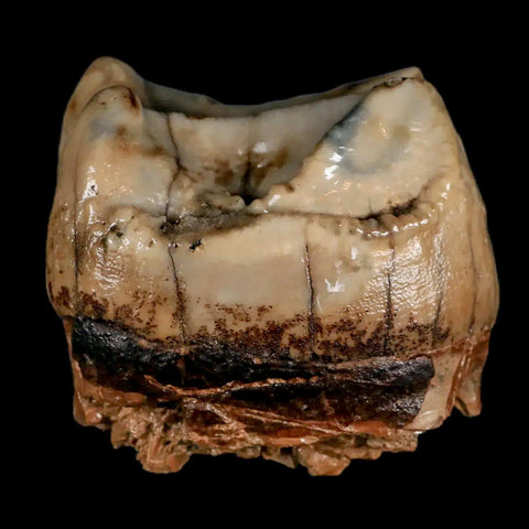 2.5" Rare Deinotherium Giganteum Fossil Tooth Miocene Deinothere Gracanica Bosnia COA - Fossil Age Minerals