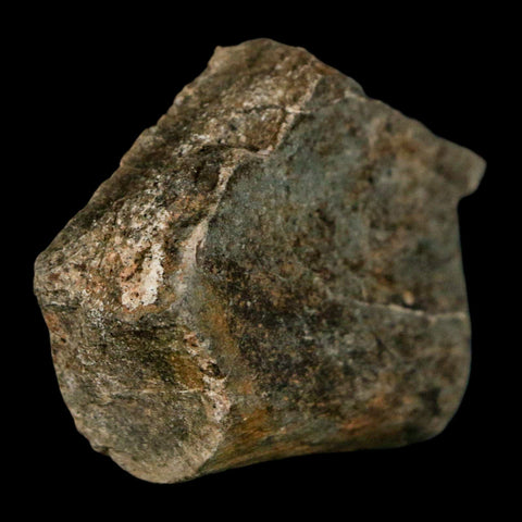 1.7" Edmontosaurus Fossil Rib Bone Lance Creek FM Cretaceous Dinosaur WY COA - Fossil Age Minerals