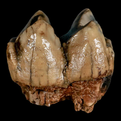 2.5" Rare Deinotherium Giganteum Fossil Tooth Miocene Deinothere Gracanica Bosnia COA - Fossil Age Minerals
