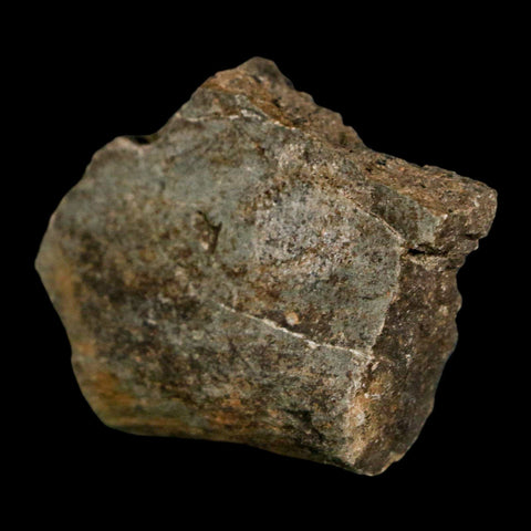 1.7" Edmontosaurus Fossil Rib Bone Lance Creek FM Cretaceous Dinosaur WY COA - Fossil Age Minerals