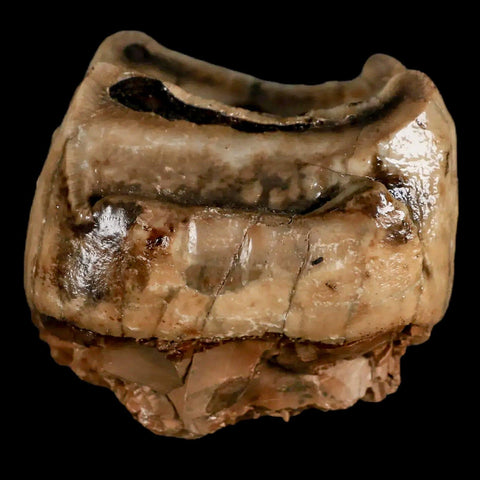 2.5" Rare Deinotherium Giganteum Fossil Tooth Miocene Deinothere Gracanica Bosnia COA - Fossil Age Minerals