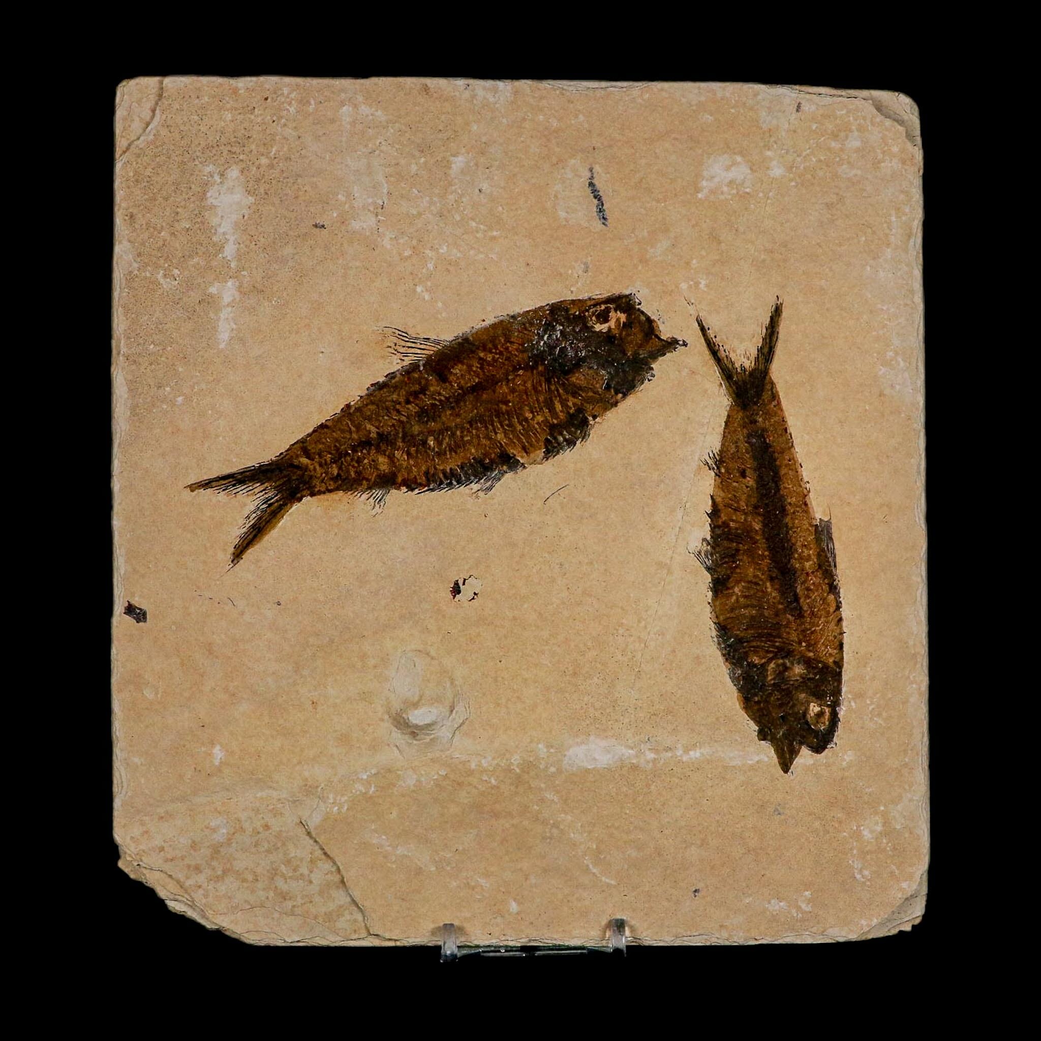 2 Two Knightia Eocaena Fossil Fish Green River FM Wyoming Eocene Age COA And Stand - Fossil Age Minerals