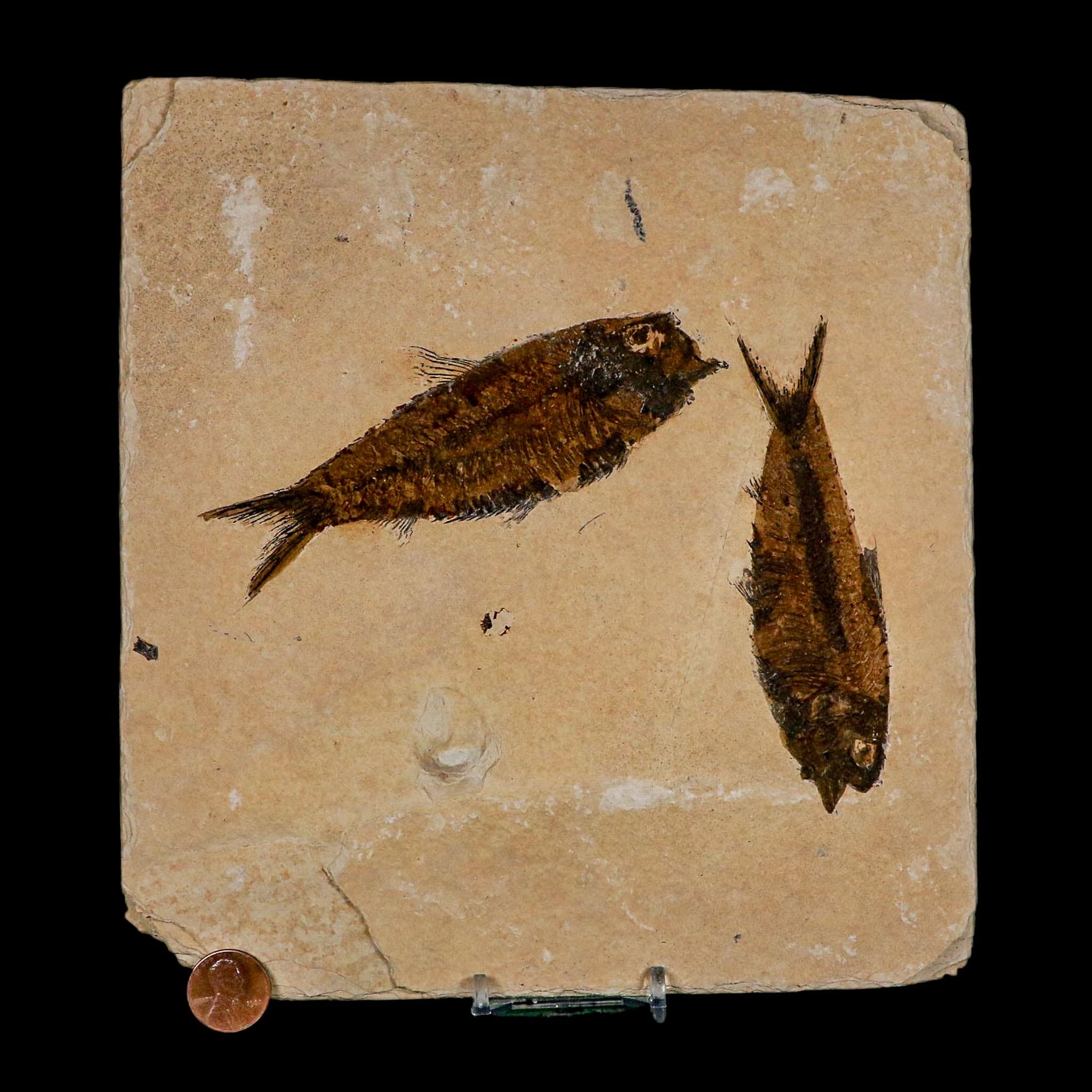2 Two Knightia Eocaena Fossil Fish Green River FM Wyoming Eocene Age COA And Stand - Fossil Age Minerals