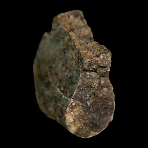 1.7" Edmontosaurus Fossil Rib Bone Lance Creek FM Cretaceous Dinosaur WY COA - Fossil Age Minerals