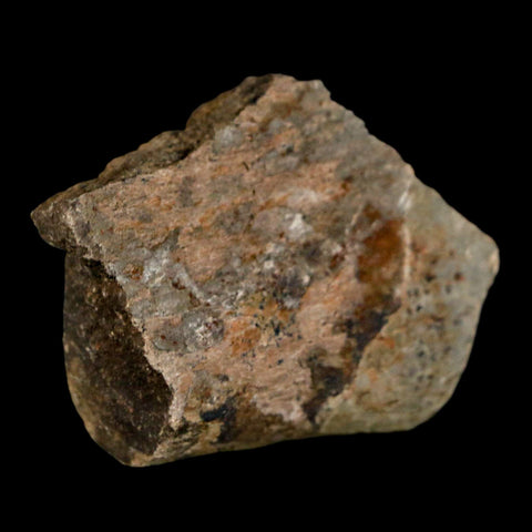 1.7" Edmontosaurus Fossil Rib Bone Lance Creek FM Cretaceous Dinosaur WY COA - Fossil Age Minerals