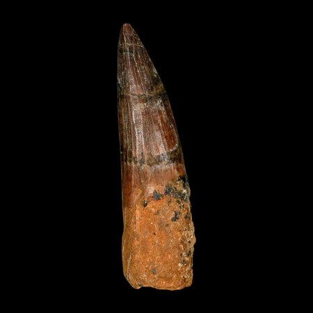 XL 3.9" Spinosaurus Fossil Tooth 100 Million Years Old Cretaceous Dinosaur COA
