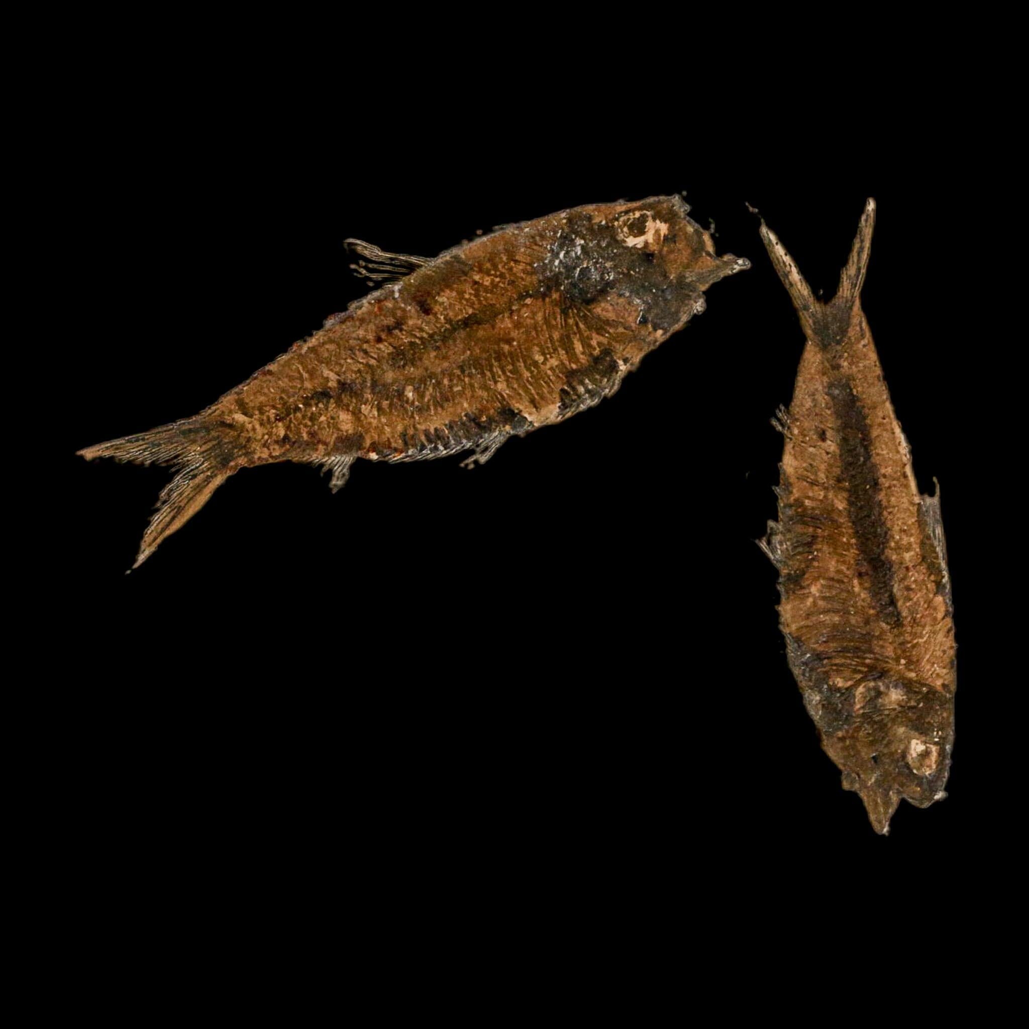 2 Two Knightia Eocaena Fossil Fish Green River FM Wyoming Eocene Age COA And Stand - Fossil Age Minerals