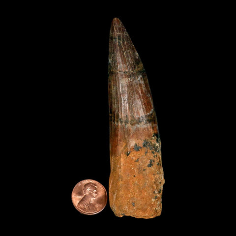 XL 3.9" Spinosaurus Fossil Tooth 100 Million Years Old Cretaceous Dinosaur COA