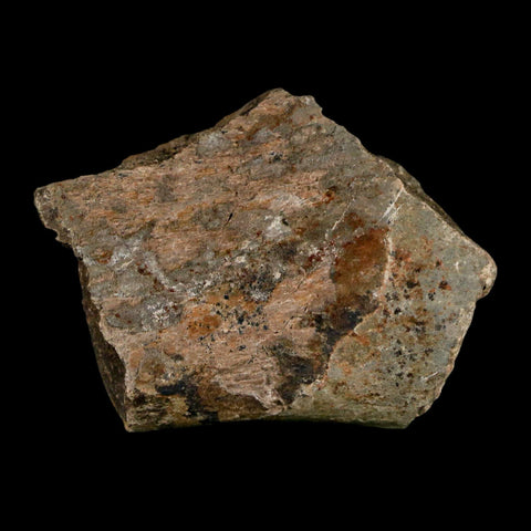 1.7" Edmontosaurus Fossil Rib Bone Lance Creek FM Cretaceous Dinosaur WY COA - Fossil Age Minerals