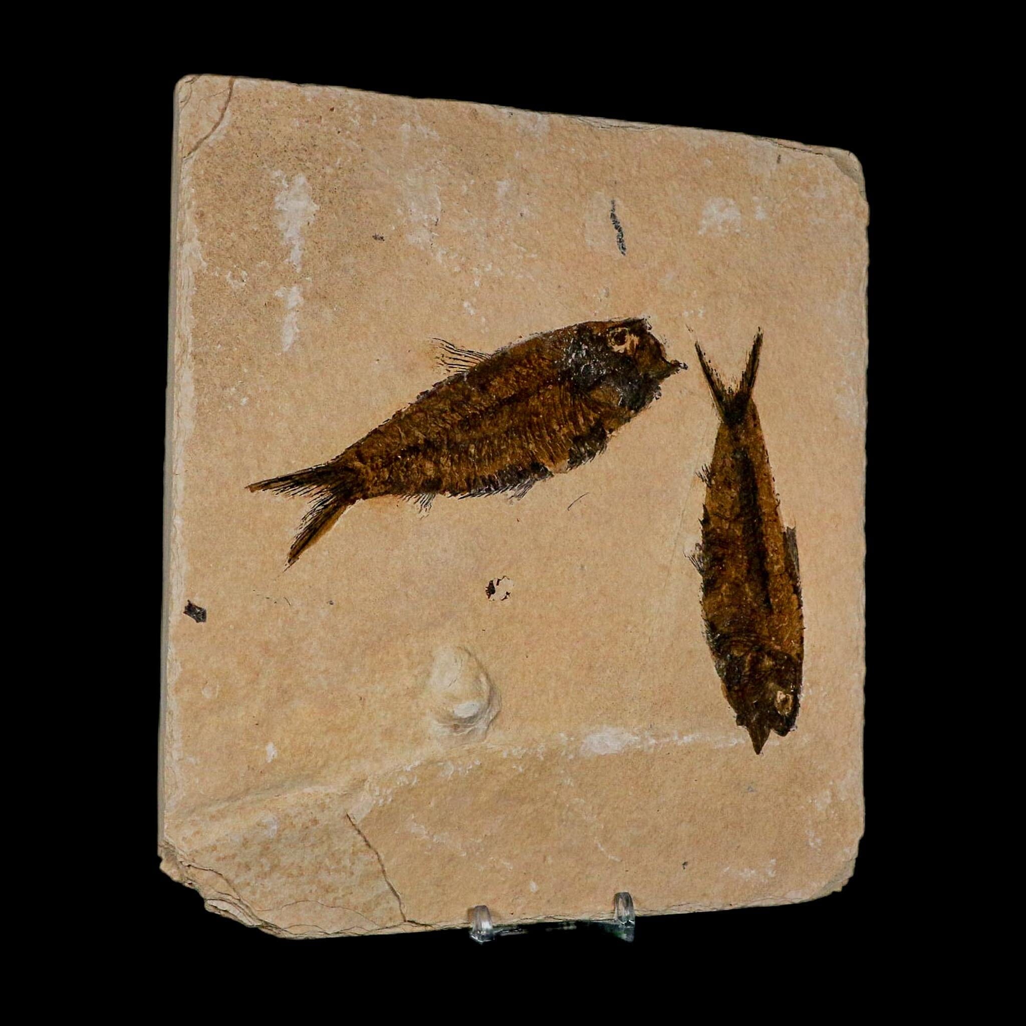 2 Two Knightia Eocaena Fossil Fish Green River FM Wyoming Eocene Age COA And Stand - Fossil Age Minerals