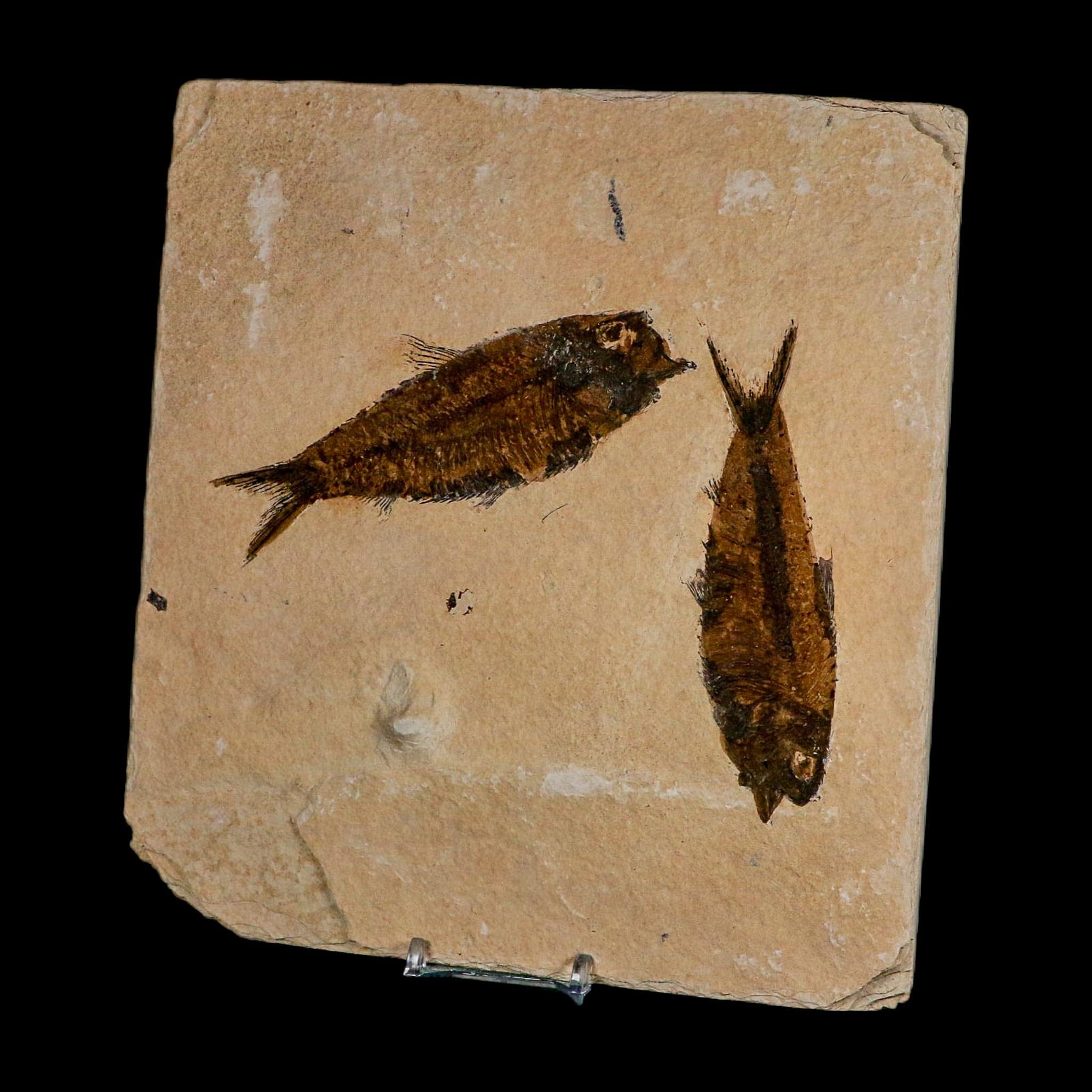 2 Two Knightia Eocaena Fossil Fish Green River FM Wyoming Eocene Age COA And Stand - Fossil Age Minerals