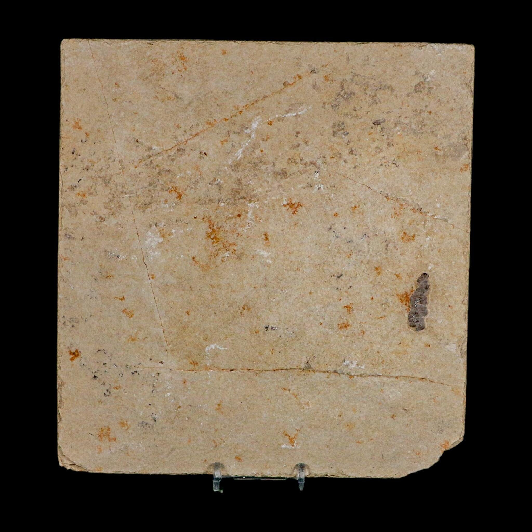 2 Two Knightia Eocaena Fossil Fish Green River FM Wyoming Eocene Age COA And Stand - Fossil Age Minerals