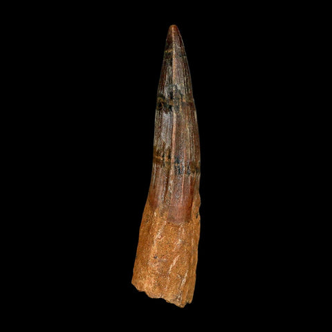 XL 3.9" Spinosaurus Fossil Tooth 100 Million Years Old Cretaceous Dinosaur COA