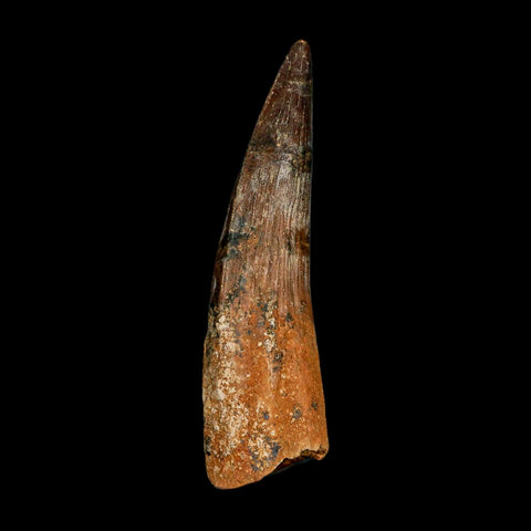 XL 3.9" Spinosaurus Fossil Tooth 100 Million Years Old Cretaceous Dinosaur COA